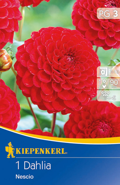 Produktbild von Kiepenkerl Pompon-Dahlie Nescio mit drei blühenden roten Dahlien und Verpackungsinformationen in deutscher Sprache
