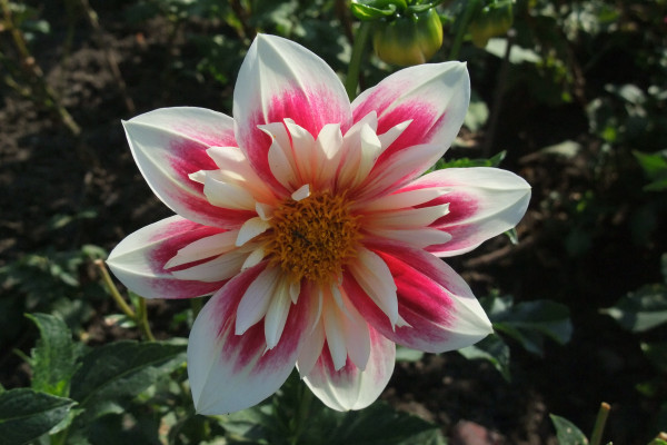2400-dahlias-in-the-garden