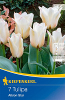 Kiepenkerl Greigii-Tulpe Albion Star