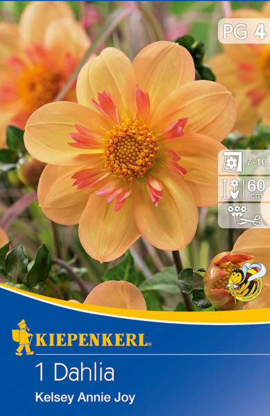 Produktbild von Kiepenkerl Halskrausen-Dahlie Kelsey Annie Joy mit Abbildung der orangefarbenen Blüten und Verpackungsdesign samt Markenlogo und Pflanzinformationen.