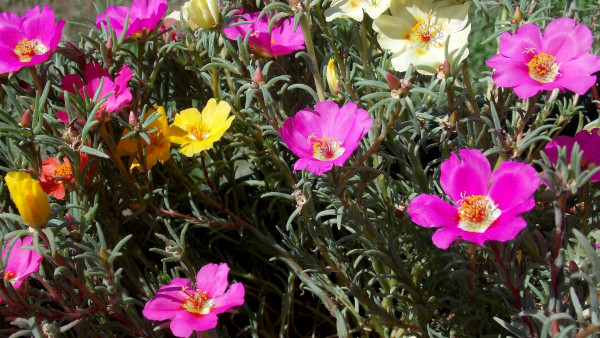 portulaca-2606950_19200UVvfufwqdm3k