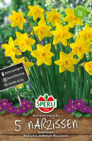 Sperli Botanische Narzisse Sweetness