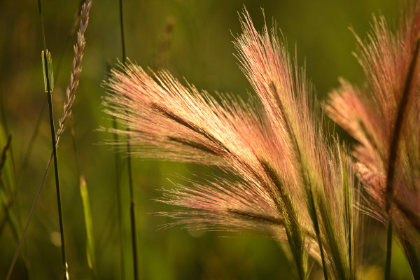 2400-heads-of-foxtail-barley-in-scenic-saskatchewan