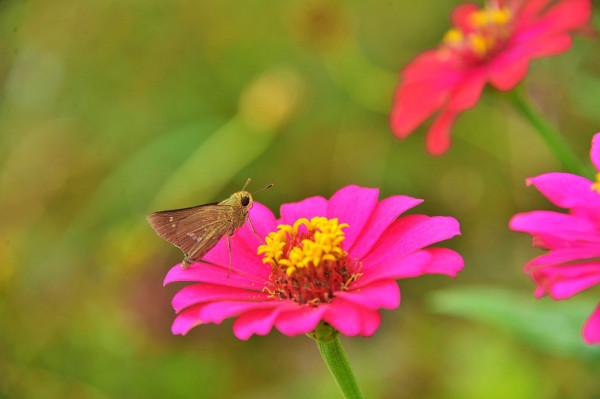 large-skipper-6603855_1280