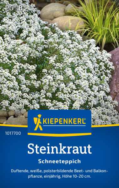 Kiepenkerl Steinkraut Schneeteppich