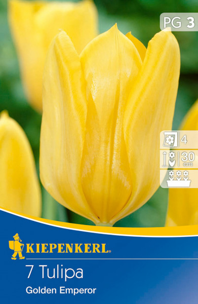 Produktbild von Kiepenkerl Fosteriana-Tulpe Golden Emperor mit einer Nahaufnahme der gelben Blüte und Verpackungsdetails.