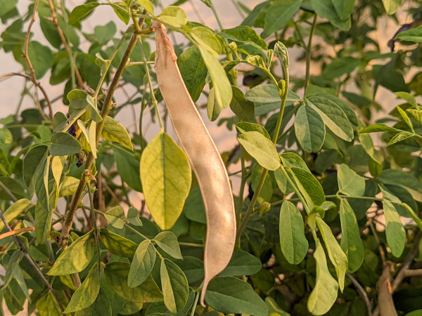 2400-a-bean-is-growing-on-a-plant-with-leaves