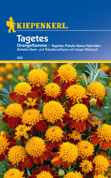 Produktbild der Kiepenkerl Studentenblume Orangeflamme mit orange-roten Blüten und Informationen zur Pflanzenart auf Deutsch.