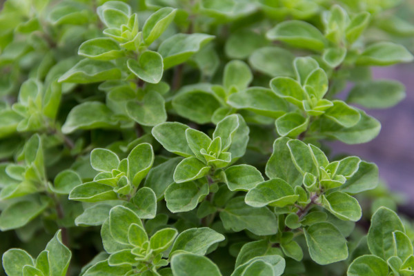 2400-close-up-oregano-leaves-in-the-organic-garden