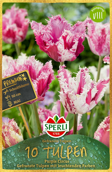 Produktbild von Sperli Premium Gefranste Tulpe Purple Circus zeigt eine Packung mit 10 Tulpenknollen und eine Nahaufnahme der pink-weißen gefransten Blüten im Hintergrund.