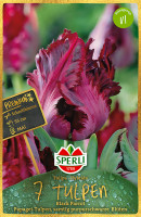 Sperli Premium Papagei-Tulpe Black Parrot
