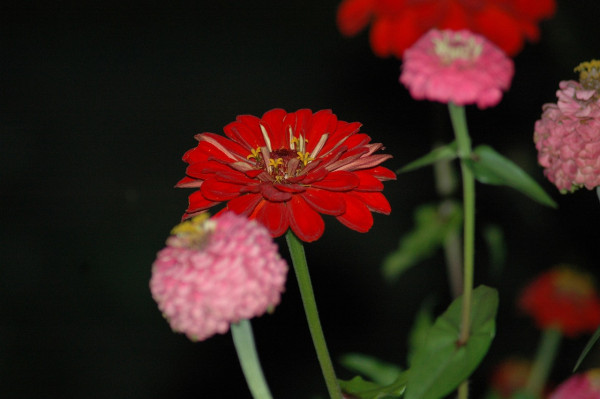 zinnias-3671937_1280