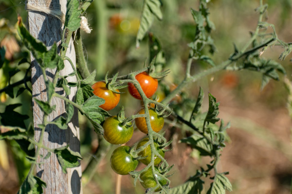 2400-red-and-green-cherry-tomatoes-growing-in-ecological-garden-on-wooden-stake-with-biodegradable-link