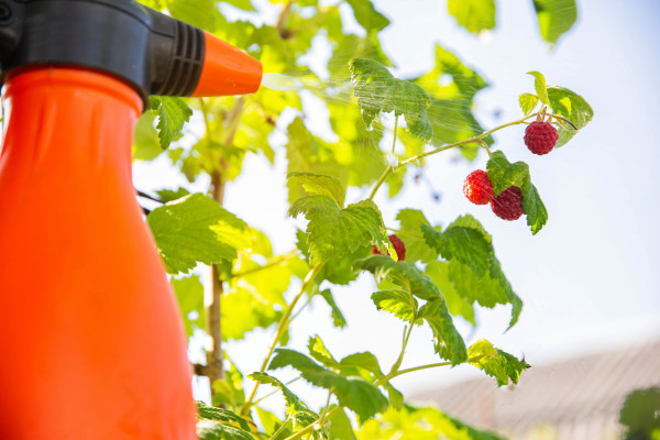 2400-spraying-raspberries-with-copper-sulfate-urea-and-ammonia-from-pests-and-diseases-copy-space-for-text