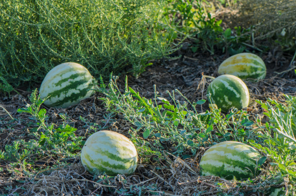 2400-fresh-watermelon-fruit-in-watermelon-fields-watermelon-harvest-season-in-summer