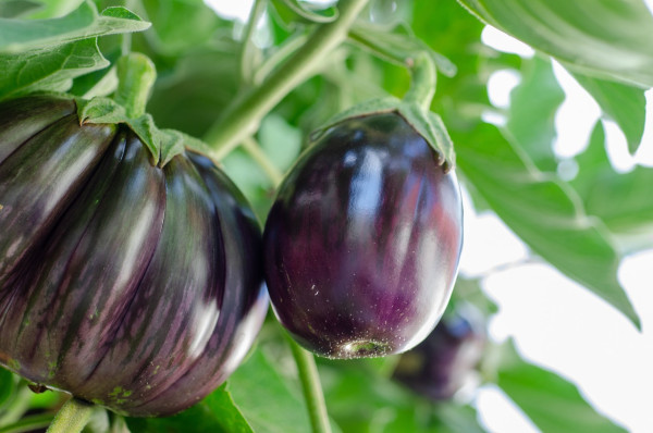 eggplant-7373423_1280