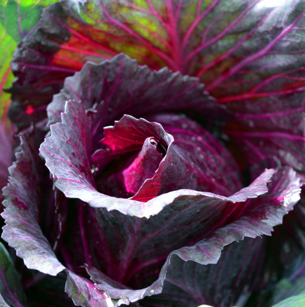 cabbage-3726516_1920