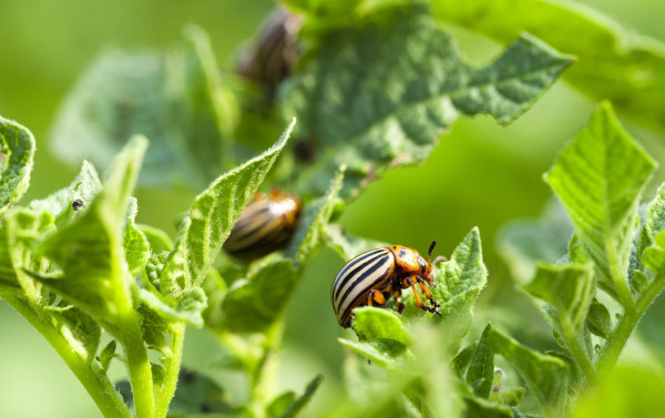 large-colorado-potato-beetle-in-the-field