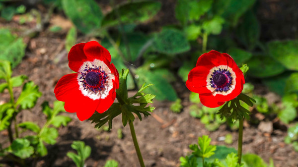 large-windflowers-anemone-is-a-genus-of-flowering-plants-in-the-buttercup-family-ranunculaceae-2