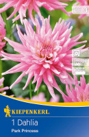 Kiepenkerl Grünlaubige Beetdahlie Park Princess