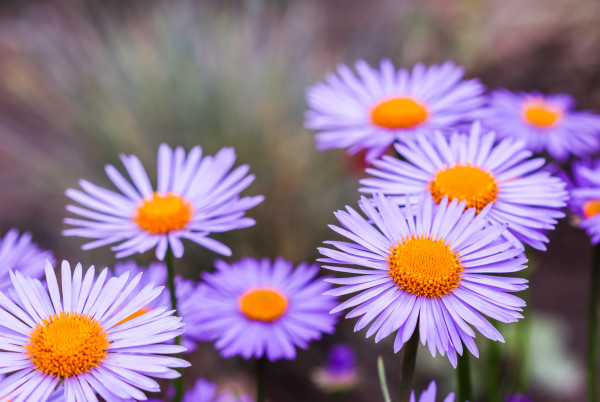 large-alpine-aster-aster-alpinus-beautiful-purple-flowers-with-an-orange-center-in-the-gardenvN32e84mmOgHR