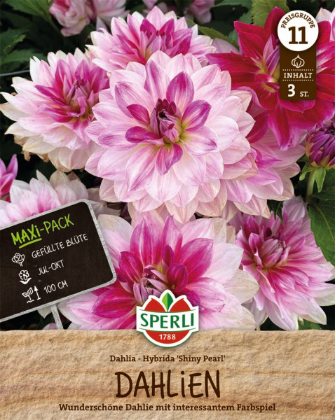 Produktbild von Sperli Dahlie Shiny Pearl mit Abbildung der rosa-lila gefärbten Blüten und Verpackungsinformationen wie Inhalt und Blühzeitraum in deutscher Sprache.