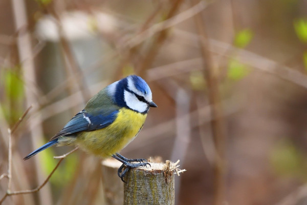 blue-tit-7935286_1280