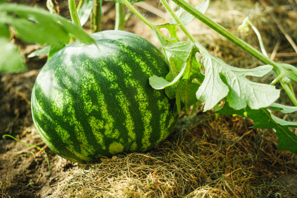 2400-fresh-grain-watermelon-juice-on-the-garden-bed