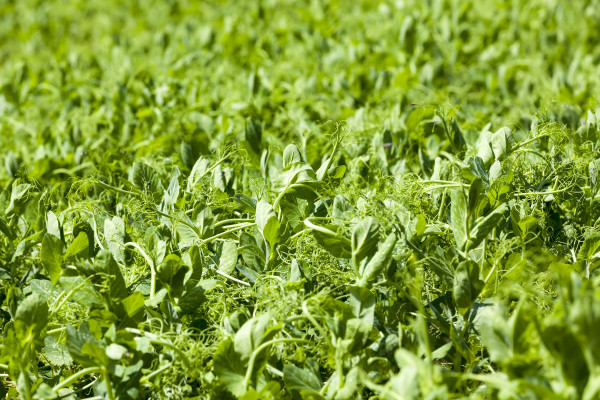 large-peas-are-grown-on-an-agricultural-field