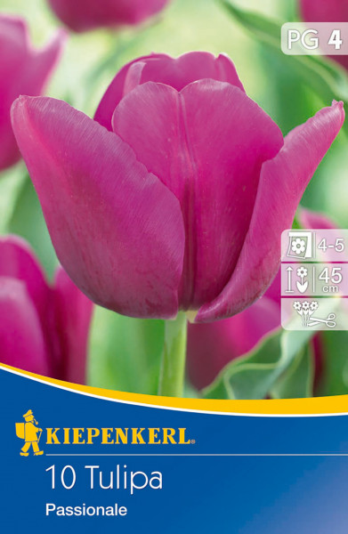 Produktbild von Kiepenkerl Triumph-Tulpe Passionale mit einer Nahaufnahme der rosafarbenen Blüte und Verpackungsdetails wie Pflanzinformationen und Markenlogo.