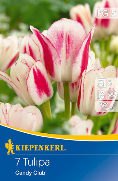 Produktbild von Kiepenkerl Mehrblütige Tulpe Candy Club mit Nahaufnahme der rosa-weiß gestreiften Blüten und Verpackungsdesign mit Produktinformationen.