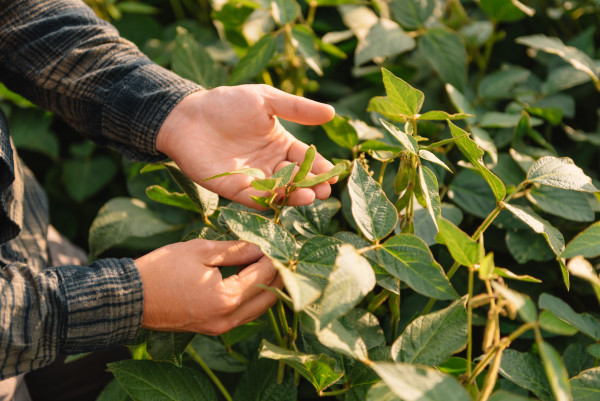 large-agronomist-inspecting-soya-bean-crops-growing-in-the-farm-field-agriculture-production-concept-agribusiness-concept-agricultural-engineer-standing-in-a-soy-field-1