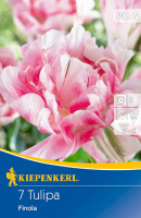 Kiepenkerl Gefüllte späte Tulpe Finola