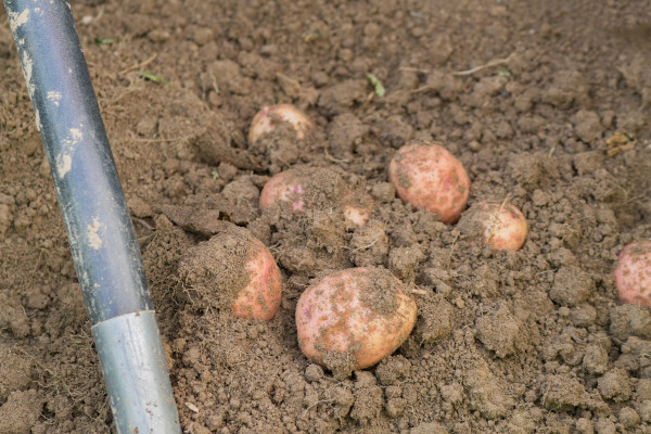 large-fresh-crops-of-organic-potatoes-on-the-field-background-natural-vegetable-agriculture-food