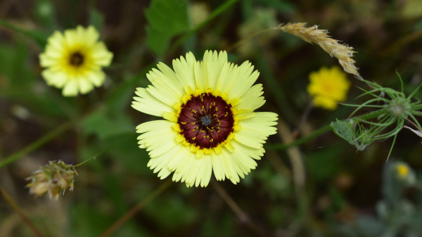 2400-yellow-umbrella-milkwort