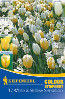 Kiepenkerl Colour Symphony White and Yellow Sensation