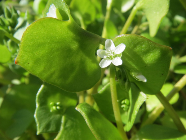 claytonia-perfoliata-855288_1920