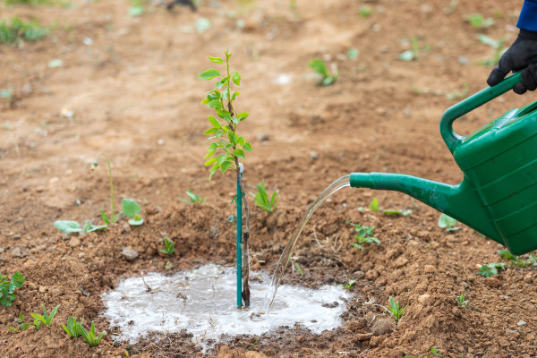 large-gardener-using-a-watering-can-to-water-a-sapling-of-pear-tree