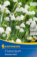 Kiepenkerl Sommerknotenblume Gravetye Giant