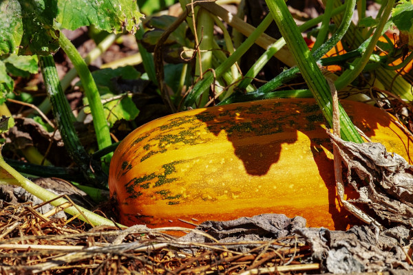 oil-pumpkin-3638516_1280