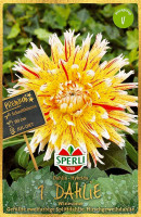 Sperli Dahlie Winesome