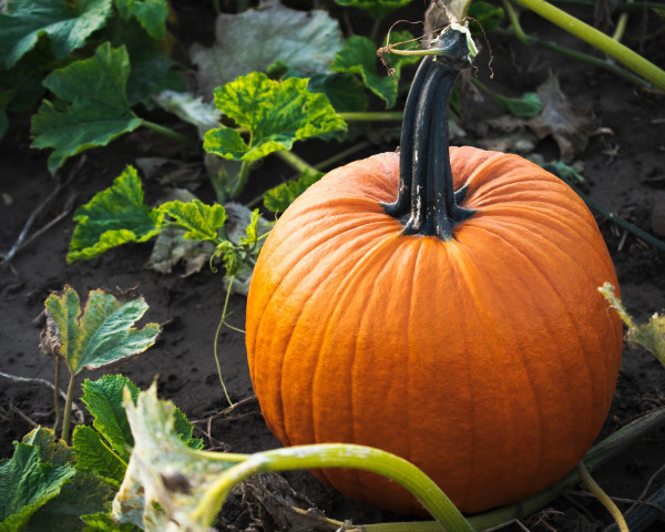 pumpkin-6655152_1920