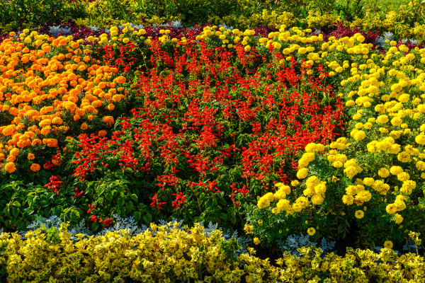 2400-colorful-flower-bed-with-blooming-decorative-flowers