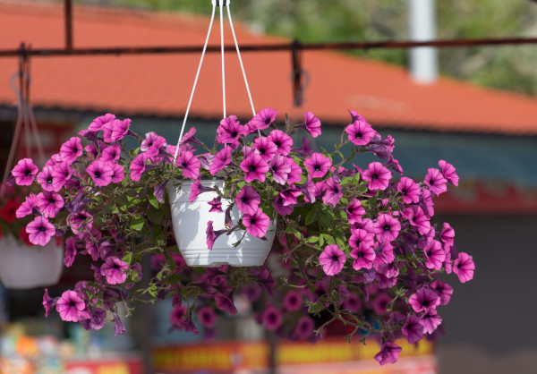 2400-pink-petunia-flowers-in-a-hanging-pot-on-a-blurred-background