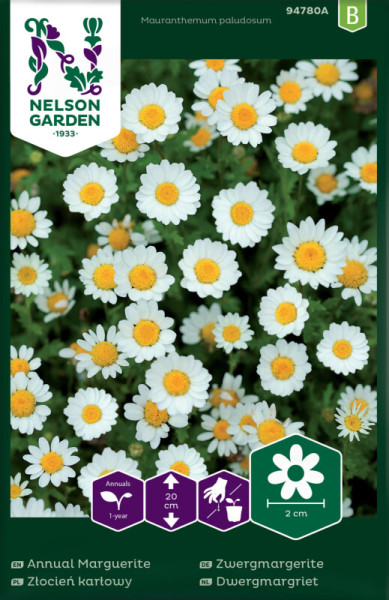 Produktbild von Nelson Garden Zwergmargerite Saatgutverpackung mit Abbildung der weißen Blüten und Informationen zur Pflanzenkultivierung.