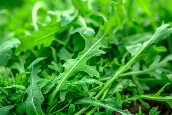 2400-close-up-of-arugula-green-leaves-in-a-field