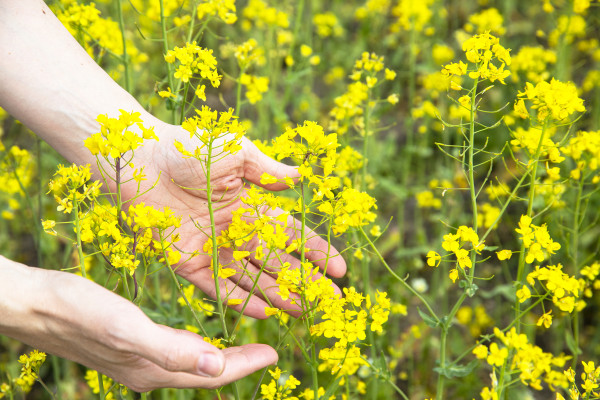 large-flowering-yellow-rapeseed-flowers-in-a-woman-s-hands