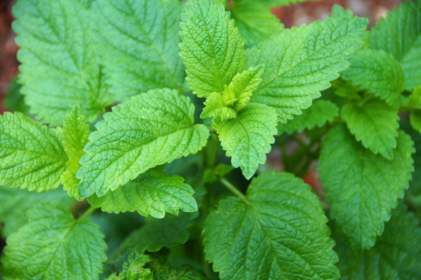 lemon-balm-5218673_1920