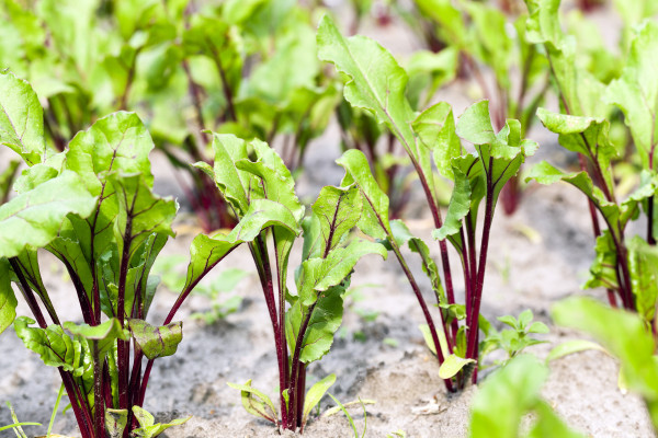 large-field-with-red-beetroot