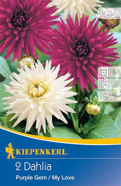 Produktbild von Kiepenkerl Dahlienduett Purple Gem und My Love mit Abbildungen der blühenden Pflanzen und Verpackungsinformationen.